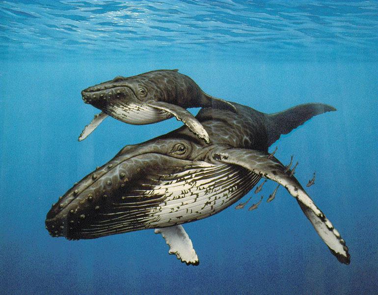 image: humpback-whales