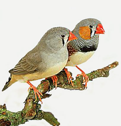 Read more here and listen to an intelligent finches song by clicking here.