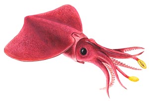 dana-octopus-squid.jpg
