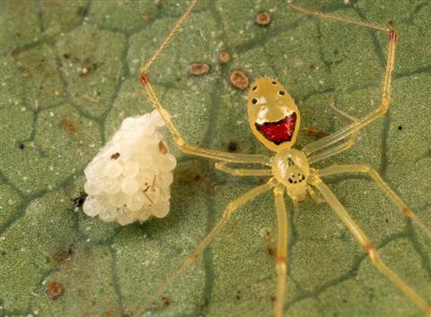 happy-face-spider